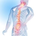 Concept of spine pain. Transparency of the skeleton and body. 3d medical anatomical illustration