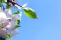 The concept of spring. A gentle spring background for text with a branch of a blooming Apple tree. Royalty Free Stock Photo