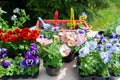 Concept Spring planting on the garden, harmony and beauty. Flowers pansies, marigolds and petunias in pots, seedlings and garden