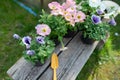 Concept Spring planting on the garden, harmony and beauty. Flowers pansies, marigolds and petunias in pots, seedlings and garden