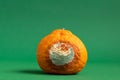 Concept of stop food waste day. Moldy orange. Rottan moldy fruit. Mould, mildew covered foods. Stop wasting food Royalty Free Stock Photo