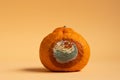 Concept of stop food waste day. Moldy spoilage food. Rottan moldy fruit. Mould, mildew covered mandarine. Stop wasting Royalty Free Stock Photo