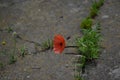 Concept of struggle for new life.Closeup of strong red poppy growing from the concrete