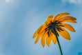 The concept of summer and flowers. Flower Wallpaper. Yellow camomile sunflower against a background of blue  sky and clouds in Royalty Free Stock Photo