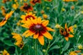 The concept of summer and flowers. Flower Wallpaper. Yellow decorative garden flowers Rudbeckia hirta with a red center on a Royalty Free Stock Photo