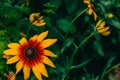 The concept of summer and flowers. Flower Wallpaper. Yellow decorative garden flowers Rudbeckia hirta with a red center on a Royalty Free Stock Photo