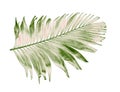 Concept summer with green palm leaf from tropical . frond floral Royalty Free Stock Photo