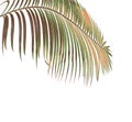 Concept summer with green palm leaf from tropical . frond floral Royalty Free Stock Photo