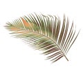 Concept summer with green palm leaf from tropical . frond floral Royalty Free Stock Photo