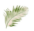 Concept summer with green palm leaf from tropical . frond floral Royalty Free Stock Photo