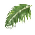 Concept summer with green palm leaf from tropical . frond floral Royalty Free Stock Photo