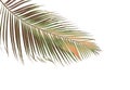 Concept summer with green palm leaf from tropical . frond floral Royalty Free Stock Photo