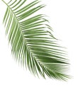 Concept summer with green palm leaf from tropical . frond floral