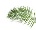 Concept summer with green palm leaf from tropical . frond floral Royalty Free Stock Photo