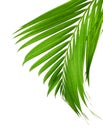 Concept summer with green palm leaf from tropical . frond floral. Flora, forest. Royalty Free Stock Photo