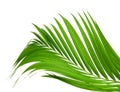 Concept summer with green palm leaf from tropical . frond floral. Flora, forest. Royalty Free Stock Photo