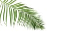 Concept summer with green palm leaf from tropical . frond floral