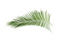 Concept summer with green palm leaf from tropical . frond floral Royalty Free Stock Photo