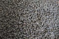 Concept THAI coffee beans , background texture , coffee bean for light roasted, medium roasted, dark roasted , Organic coffee Royalty Free Stock Photo