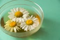 Concept on the theme of healthy drinks for health. Close up of herbal infusion of daisies in a cup. Fresh tea from camomiles. Cham