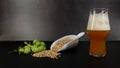 Concept on the topic of brewing beer with hops, malt and a glass of craft beer Royalty Free Stock Photo