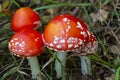 The concept is a toxic family, toxic relationships. A family of fly-agarics grows in the forest on moss and grass Royalty Free Stock Photo