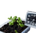 The concept of the transience of time. clock and plastic container with basil shoots isolated on white background Royalty Free Stock Photo