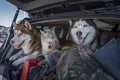 Concept of traveling with pets in the car. Husky dogs and a siamese cat with blue eyes in a luggage-filled car trunk Royalty Free Stock Photo