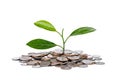 concept tree growth on money stack for your saving coins isolate Royalty Free Stock Photo