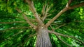 Expert Tree Care Services: Removal, Trimming, Pruning, and Maintenance. Concept Tree Removal, Tree