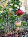 Concept. Two apples on the branches of one tree. Royalty Free Stock Photo