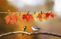 Concept with two birds chickadee and creeper flew on a branch in the garden under a banner with the word autumn carved on red