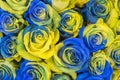 Concept ukrainian blue and yellow roses top view. Fancy yellow and blue roses. Fantastic flowers. Blue and yellow flowers of roses