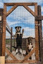 Concept of unnecessary abandoned animals. Kennel of northern sled dogs Alaskan husky in summer. Two mongrels in aviary behind