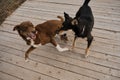 Concept of unnecessary abandoned animals. Kennel of northern sled dogs Alaskan husky in summer. Two mongrels in wooden enclosure Royalty Free Stock Photo