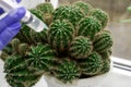 The concept of vaccination hands in blue medical gloves with a syringe give an injection to a cactus