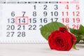 Concept Valentine`s Day, red rose on background on the calendar