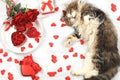 Concept for Valentine`s Day or Women`s Day, Mother`s Day, banner. Funny sleeping cat, a bouquet of roses, tea, hearts and