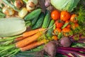 The concept of a vegetable harvest just from the garden. Fresh cabbage, zucchini, carrots, cucumbers, tomatoes, beets, onions, gar Royalty Free Stock Photo