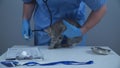 Concept of veterinary medicine and health care for animals. Funny gray Scottish straights kitten visit to vet animal