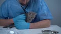 Concept of veterinary medicine and health care for animals. Funny gray Scottish straights kitten visit to vet animal