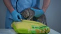 Concept of veterinary medicine and health care for animals. Funny gray Scottish straights kitten visit to vet animal