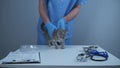 Concept of veterinary medicine and health care for animals. Funny gray Scottish straights kitten visit to vet animal