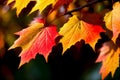 Vibrant Autumn Leaves in Close up A Captivating Nature Shot.AI Generated
