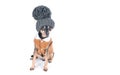 Concept  warm clothes for dogs. Dog in a funny knitted hat with a huge pumpon isolated on white, a place for text Royalty Free Stock Photo