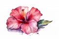 Watercolor pink hibiscus flower isolated on white background. Generative AI Royalty Free Stock Photo