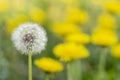 Concept white dandelion among yellow stand out old age youth