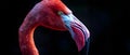 Flamingo with pink head and long bill against black background looking ahead. Concept Wildlife