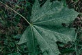 The concept of worsening weather conditions, showers. Green maple leaf in raindrops lying on the grass. Natural background