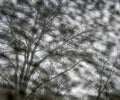 Monotone uniformly distributed fuzzy spots and bare clear trees